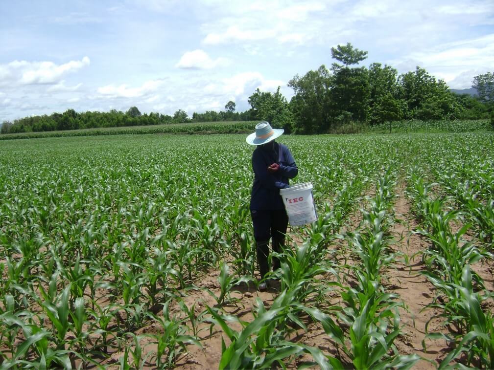 CPF bids to create model communities in Nakhon Ratchasima and Uthai Thani to promote "zero burning" maize production